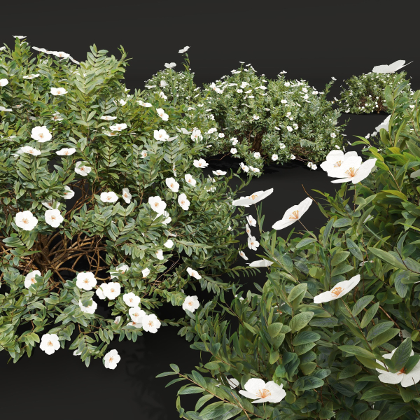 57 Different SETS Of Bush Flowers SET VOL05