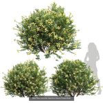 57 Different SETS Of Bush Flowers SET VOL05