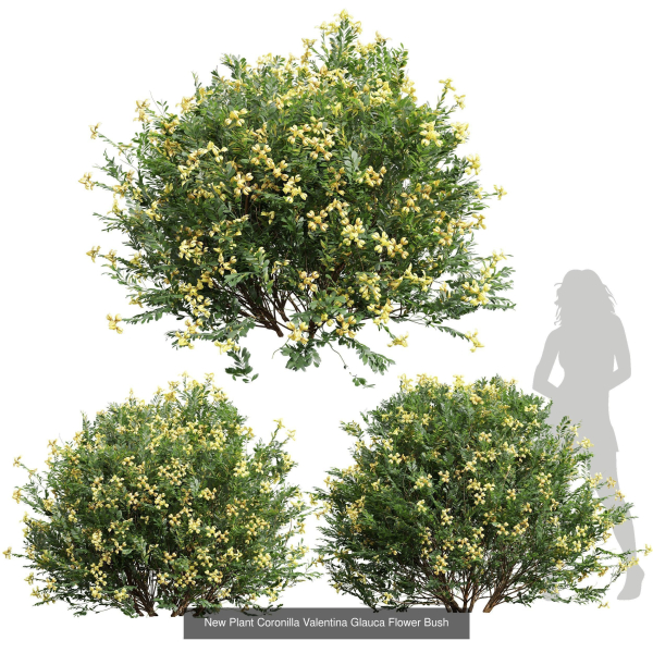 57 Different SETS Of Bush Flowers SET VOL05