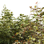 57 Different SETS Of Bush Flowers SET VOL05