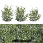 57 Different SETS Of Bush Flowers SET VOL05