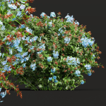 57 Different SETS Of Bush Flowers SET VOL05