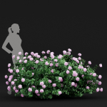 57 Different SETS Of Bush Flowers SET VOL05