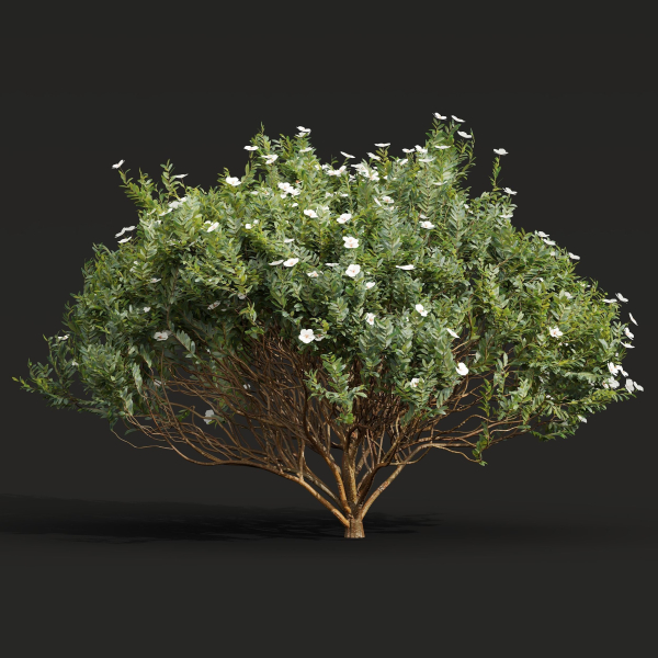 57 Different SETS Of Bush Flowers SET VOL05