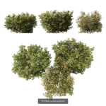 57 Different SETS Of Bush Flowers SET VOL05