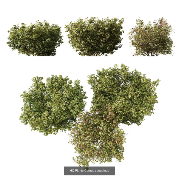 57 Different SETS Of Bush Flowers SET VOL05