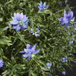 57 Different SETS Of Bush Flowers SET VOL05