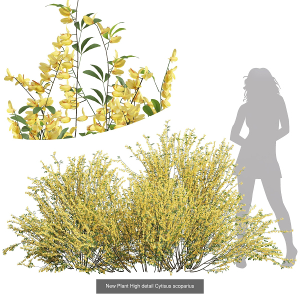 57 Different SETS Of Bush Flowers SET VOL05