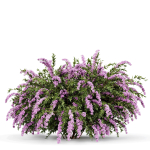 57 Different SETS Of Bush Flowers SET VOL05