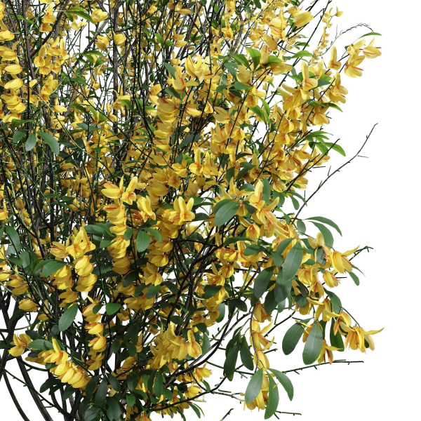 57 Different SETS Of Bush Flowers SET VOL05