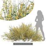 57 Different SETS Of Bush Flowers SET VOL05
