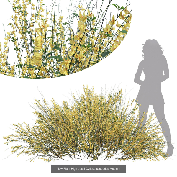57 Different SETS Of Bush Flowers SET VOL05