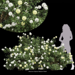 57 Different SETS Of Bush Flowers SET VOL05