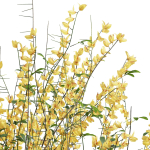 57 Different SETS Of Bush Flowers SET VOL05