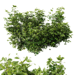 57 Different SETS Of Bush Flowers SET VOL05