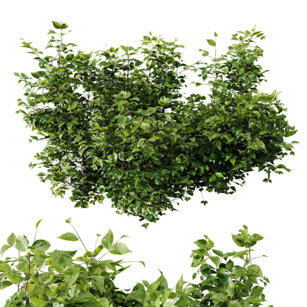 57 Different SETS Of Bush Flowers SET VOL05