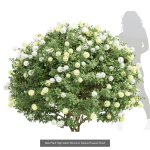 57 Different SETS Of Bush Flowers SET VOL05