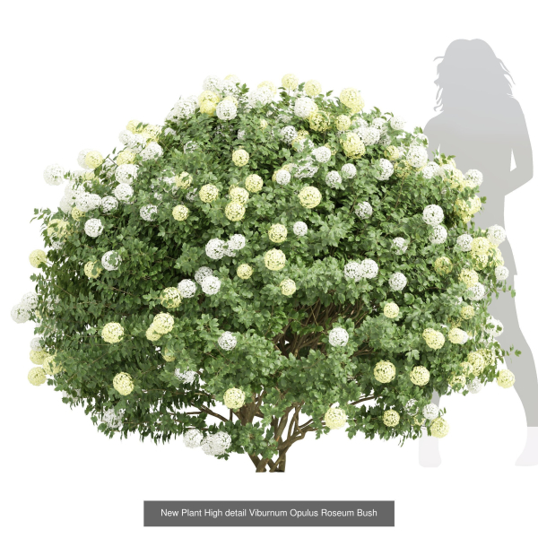 57 Different SETS Of Bush Flowers SET VOL05