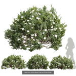57 Different SETS Of Bush Flowers SET VOL05