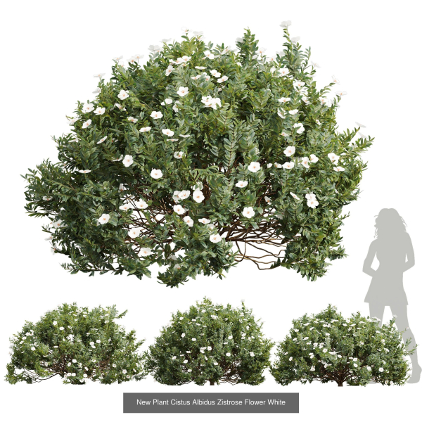 57 Different SETS Of Bush Flowers SET VOL05