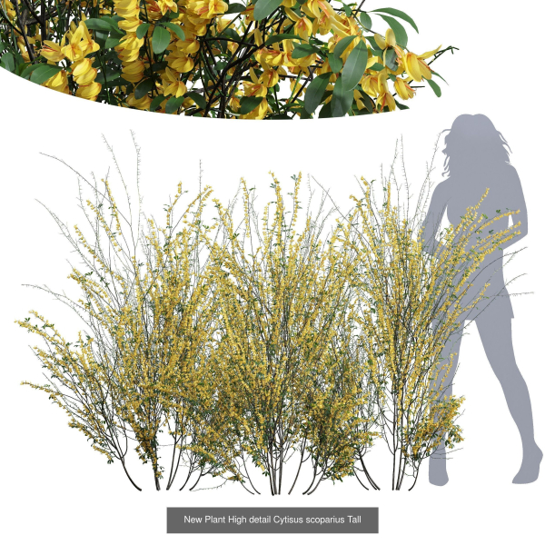 57 Different SETS Of Bush Flowers SET VOL05