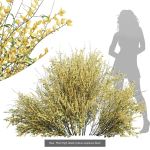 57 Different SETS Of Bush Flowers SET VOL05