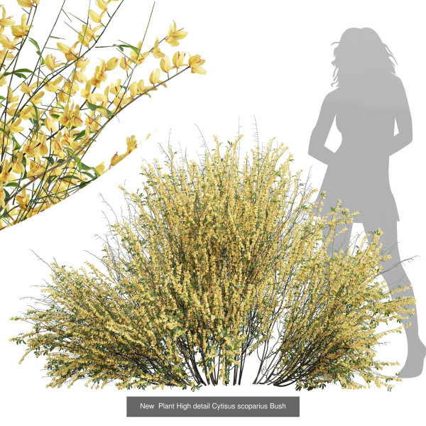57 Different SETS Of Bush Flowers SET VOL05