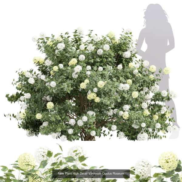 57 Different SETS Of Bush Flowers SET VOL05