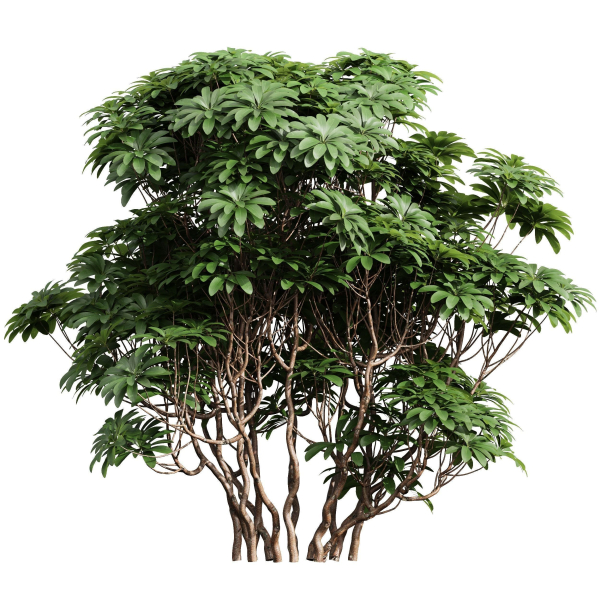 57 Different SETS Of Bush Flowers SET VOL05