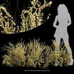 57 Different SETS Of Bush Flowers SET VOL05