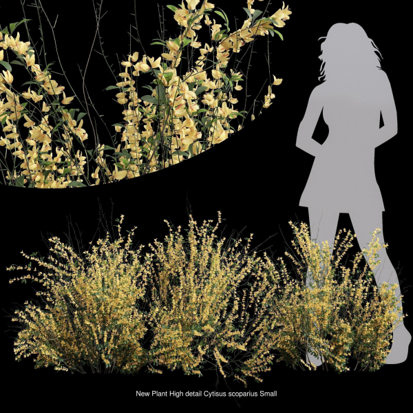 57 Different SETS Of Bush Flowers SET VOL05