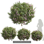 57 Different SETS Of Bush Flowers SET VOL05