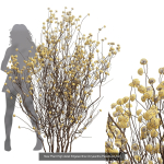 57 Different SETS Of Bush Flowers SET VOL05