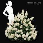 57 Different SETS Of Bush Flowers SET VOL05