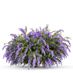 57 Different SETS Of Bush Flowers SET VOL05