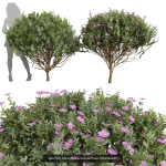 57 Different SETS Of Bush Flowers SET VOL05
