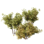 57 Different SETS Of Bush Flowers SET VOL05