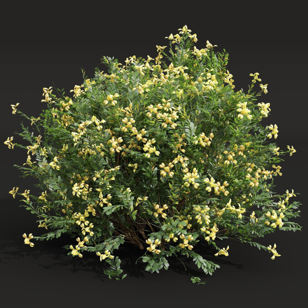 57 Different SETS Of Bush Flowers SET VOL05