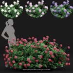 57 Different SETS Of Bush Flowers SET VOL05