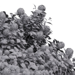 57 Different SETS Of Bush Flowers SET VOL05
