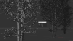 6 High quality Aspen tree collection