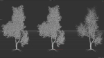 6 High quality Maple tree collection