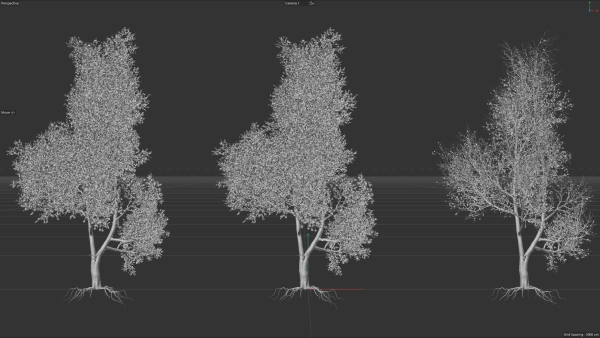 6 High quality Maple tree collection