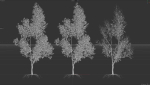 6 High quality Maple tree collection
