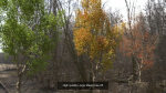 6 High quality Maple tree collection