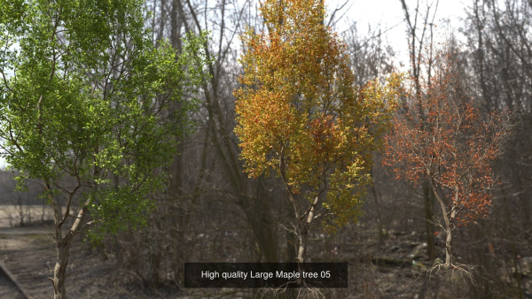 6 High quality Maple tree collection