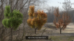6 High quality Maple tree collection