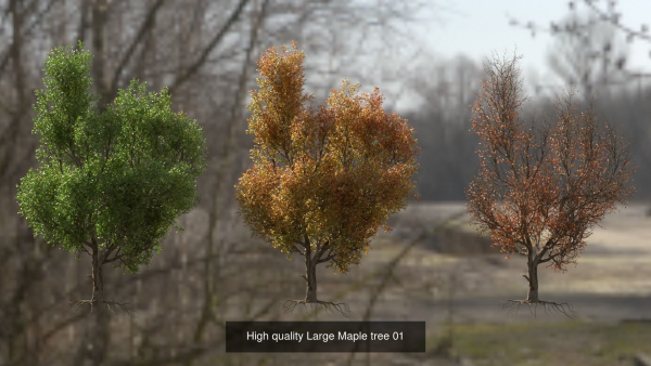 6 High quality Maple tree collection