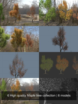 6 High quality Maple tree collection