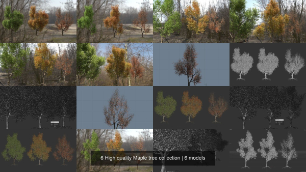 6 High quality Maple tree collection